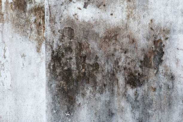 Best Air Quality Testing for Mold Spores  in Winchester, CA