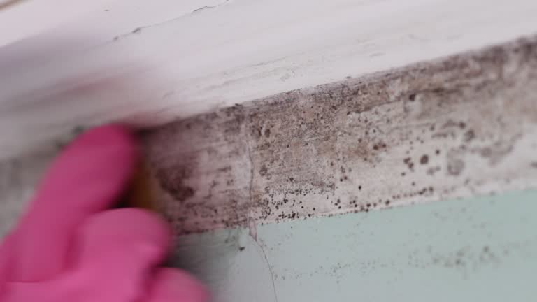 Best Black Mold Removal  in Winchester, CA